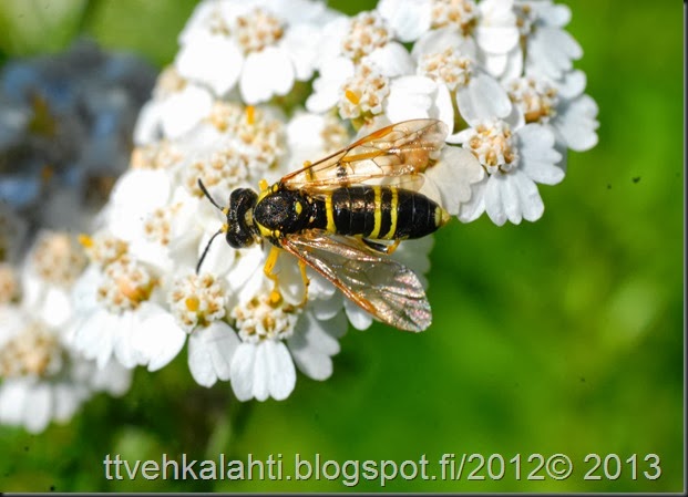 liikennettä outo kärpänen 026