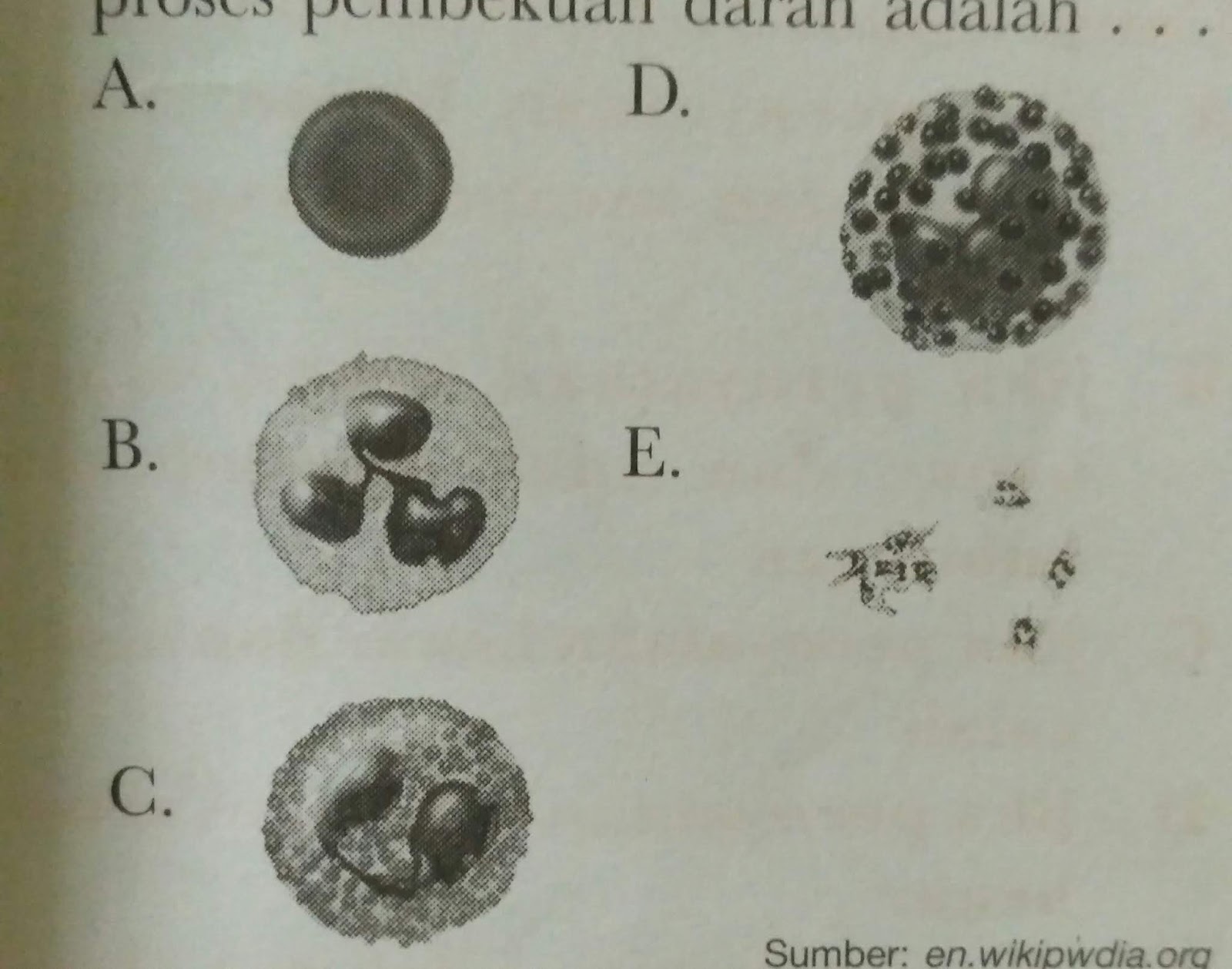 Latihan Soal  Biologi Kelas  11  Bab Jaringan  Tumbuhan dan 