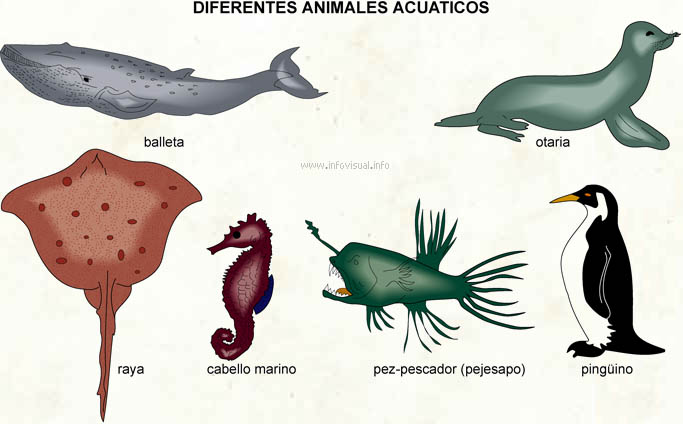 Los Animales: Animales Aero–Terrestres - imagenes de animales terrestres acuaticos y aereos