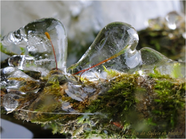 Plante germée dans glace