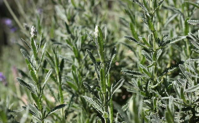 Lavender Flowers