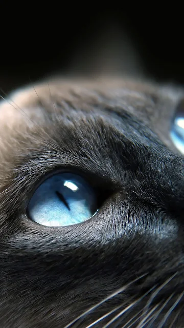 Cat Blue Eyes iphone Wallpaper