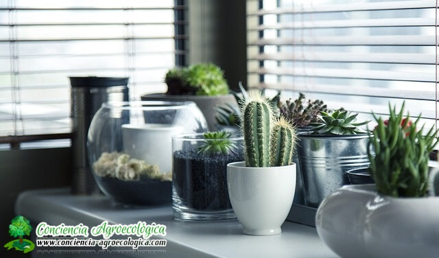 cactus en interiores