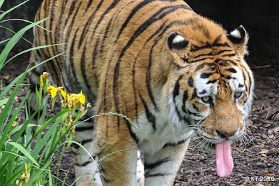 Lääh, Tierpark Hagenbeck, Hampuri