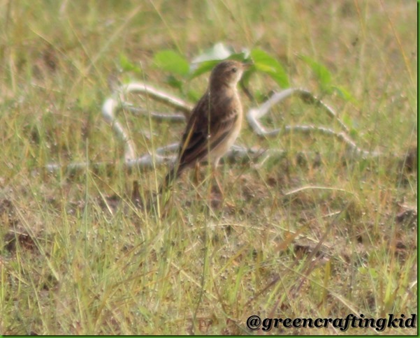 Bushlark