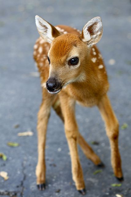 30+ Cute Animals That Will Melt Your Heart