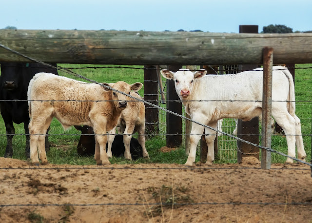 Adorable calf and cow near Cosumnes River Preserve California