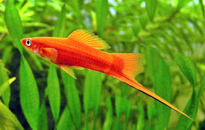 Ikan Pedang/Swordtail