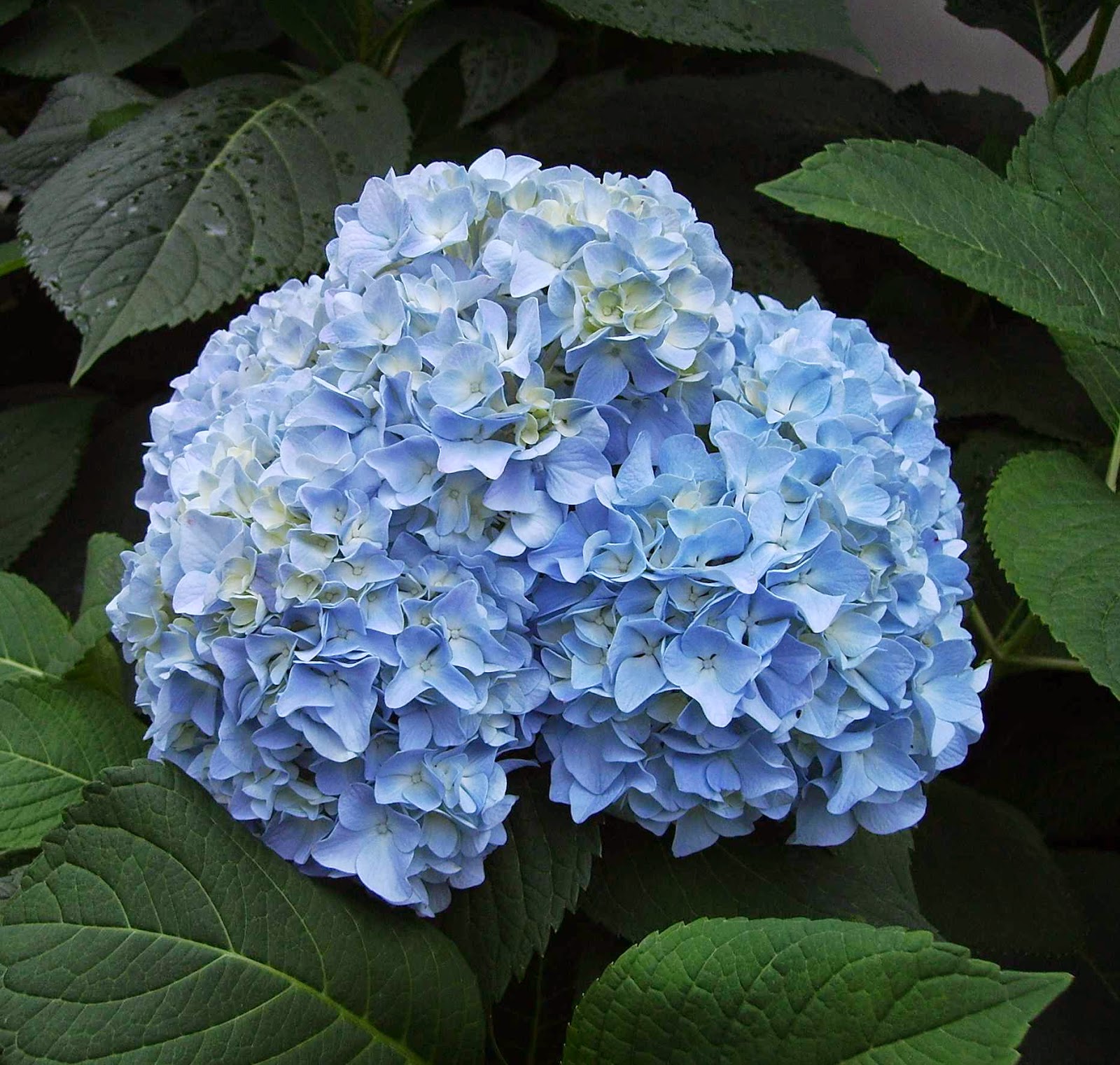 拈花惹草集 繡球花 Hydrangea 拈花惹草集 繡球花 Hydrangea