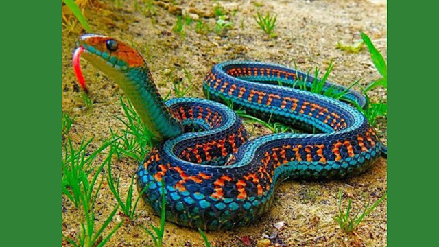 Aparece serpiente en México ''extinta'' desde hace 80 años (VIDEO).