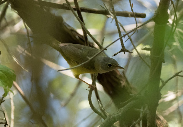 Mourning Warbler - Magee Marsh, Ohio, USA