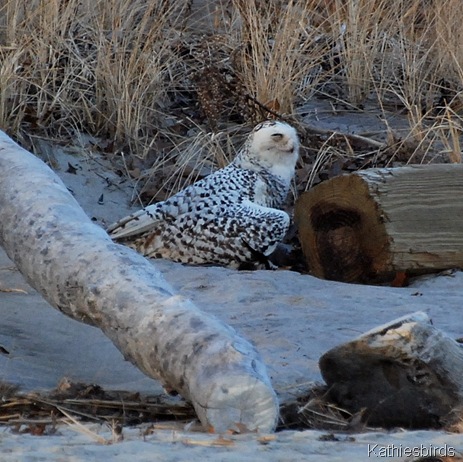 2. SNOW Plum Island, MA-kab