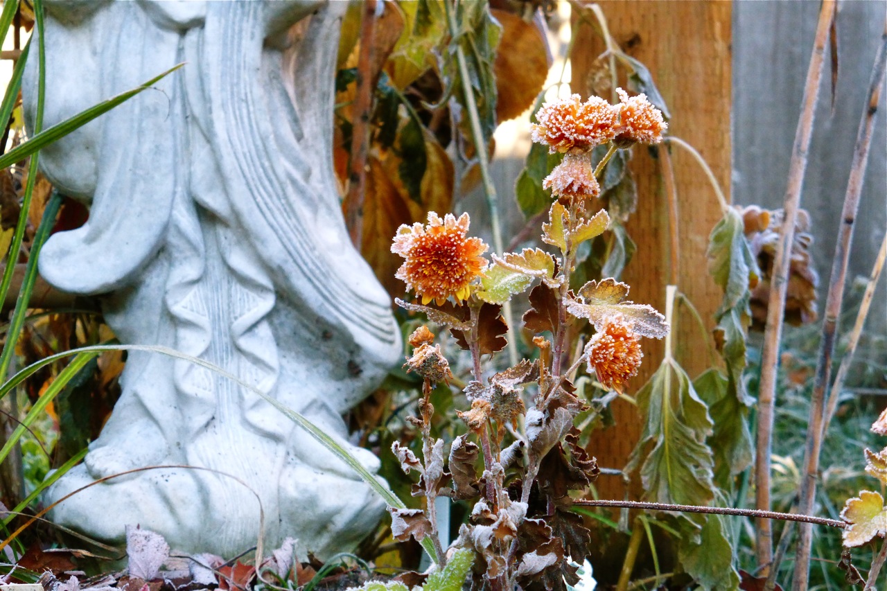 chrysanthemum, frosty chrysanthemum 