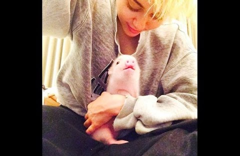 INCREIBLE: MILEY CYRUS SE GARCHA UN LECHÓN CON UNA CINTURONGA EN UN SHOW.