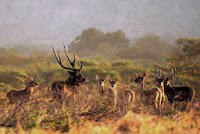 EKSOTISME TAMAN NASIONAL BALURAN