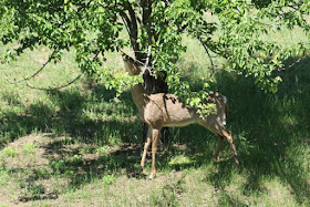 whitetail foraging on pear tree