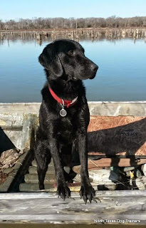 alt="North Texas Retriever Trainers dog in boat"