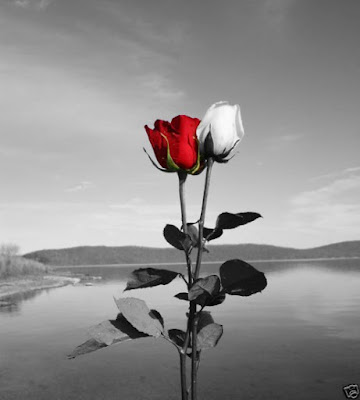 See this fantastic creativity of Art for Red Rose and White Rose Wallpaper.