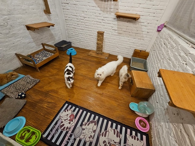 cat room meow cat cafe malang