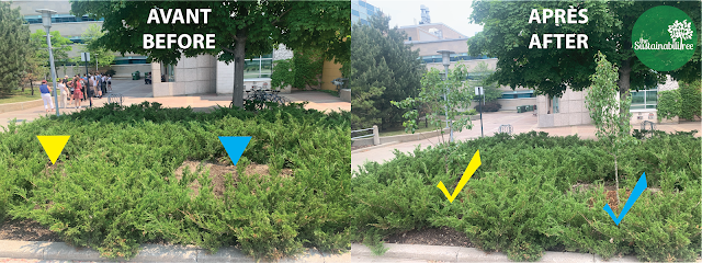 before and after picture of trees in the uOttawa food forest