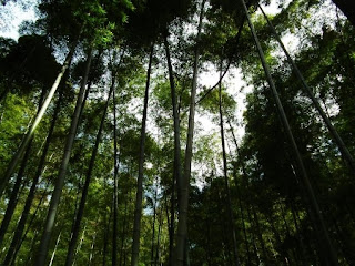 竹林　偕楽園 / 茨城県水戸市