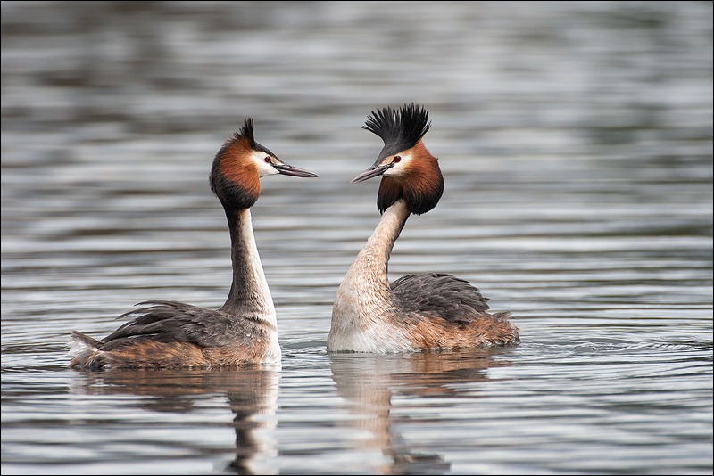 Great Crested Grebe courtship