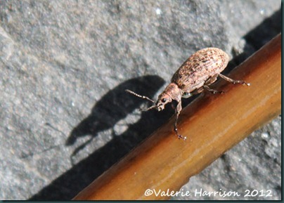20 weevil-2