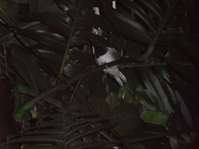 Oriental magpie robin