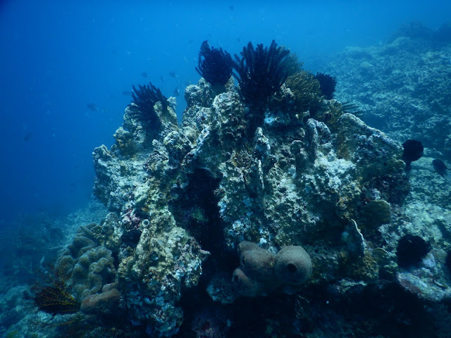 Ragam Penyelaman Unik di Pemuteran, Bali