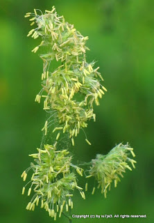 Grass Flowers