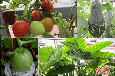 3 tiêu chí trồng rau sạch