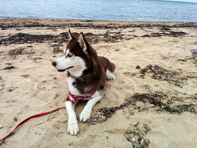 Beach Safety Tips for Dogs, Beach safety for dogs, Dog safety at the beach, Canine safety at the beach