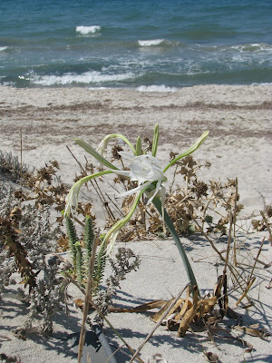 Sea Daffodils Mastichari