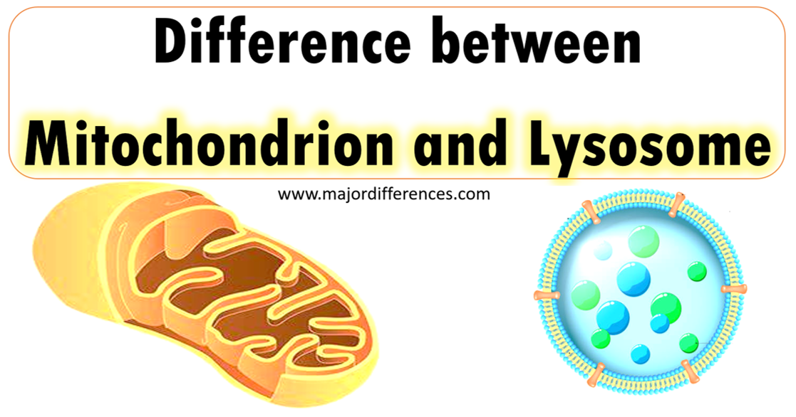 Difference between Mitochondrion and Lysosome