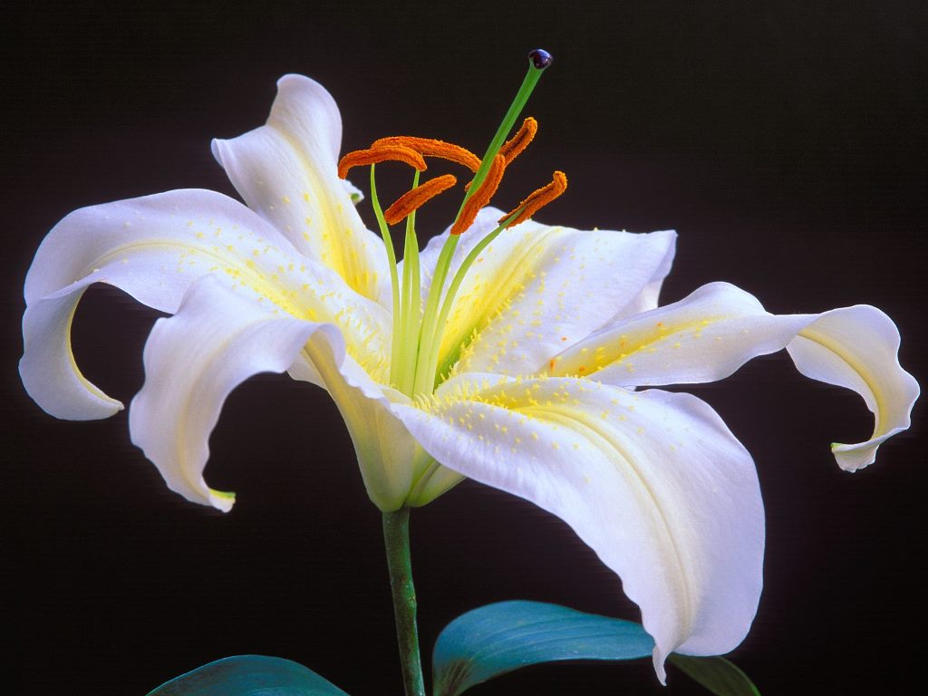 9 different types of flowers White Lily Flower | 1024 x 768