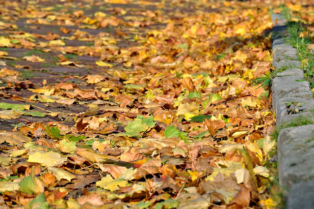 jesień liście na drodze