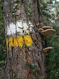 Pujant pel Grau de Serratosa