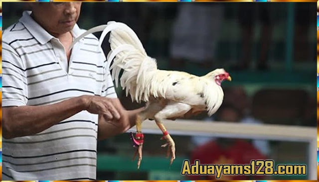 Situs Resmi Daftar Judi Sabung Ayam Di Situs Aduayams128.com