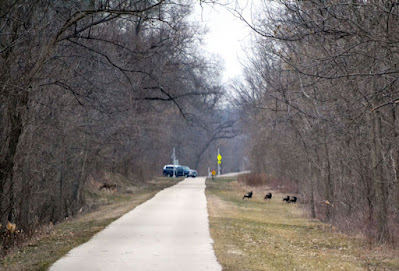 Turkey on trail