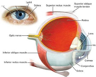 Basic Eye care tips for healthy eyes, protect eyes from computer, eye