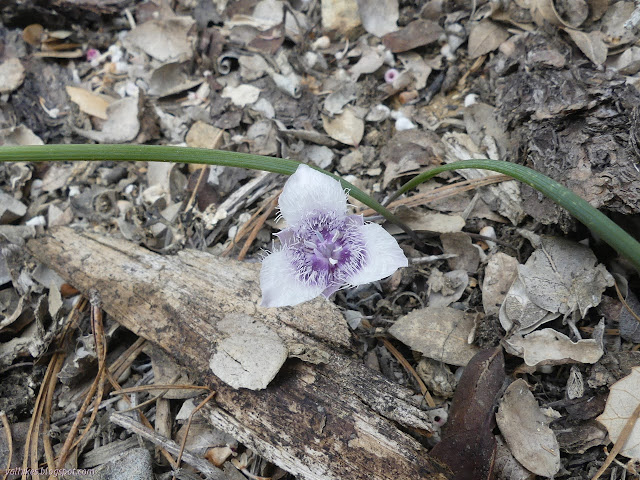 furry little flower