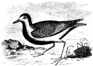 [Black-bellied plover]