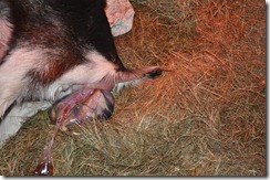 Corina's babies 021