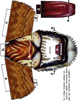 careta_ligre2