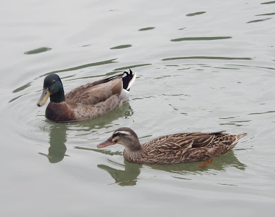 綠頭鴨雄鳥