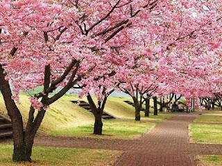 Bunga Sakura