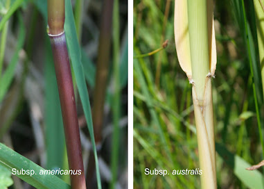 The smooth, red lower stem of subspecies americanus and the green, ridged lower stem of subspecies australis.