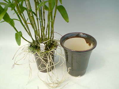 デンドロビュームの植え替え 準備すること Dendrobium Blog