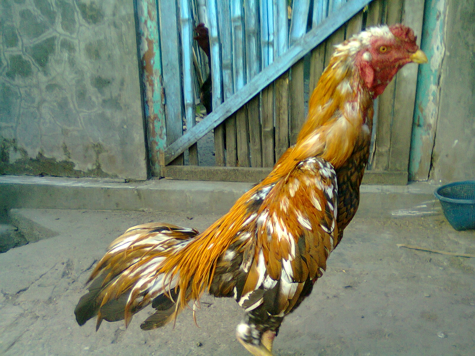  Ayam  Aduan JALU  KLEWANG sold out 