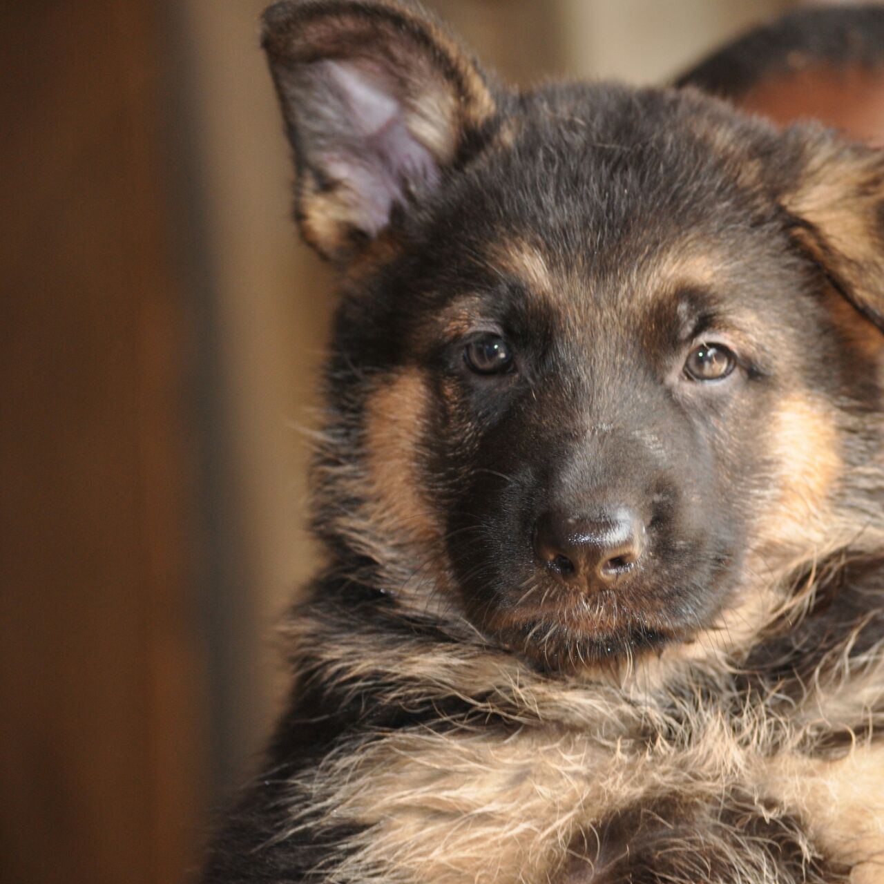 Paws Inspired With Babajide Engr Ayoola And His Dogs